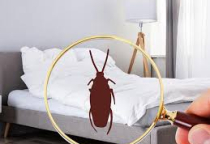 Top 4 phương pháp đuổi gián rời xa không gian của bạn