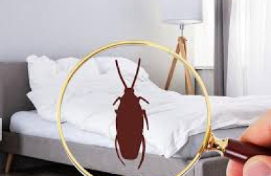 Top 4 phương pháp đuổi gián rời xa không gian của bạn